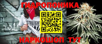 шишки Кандалакша